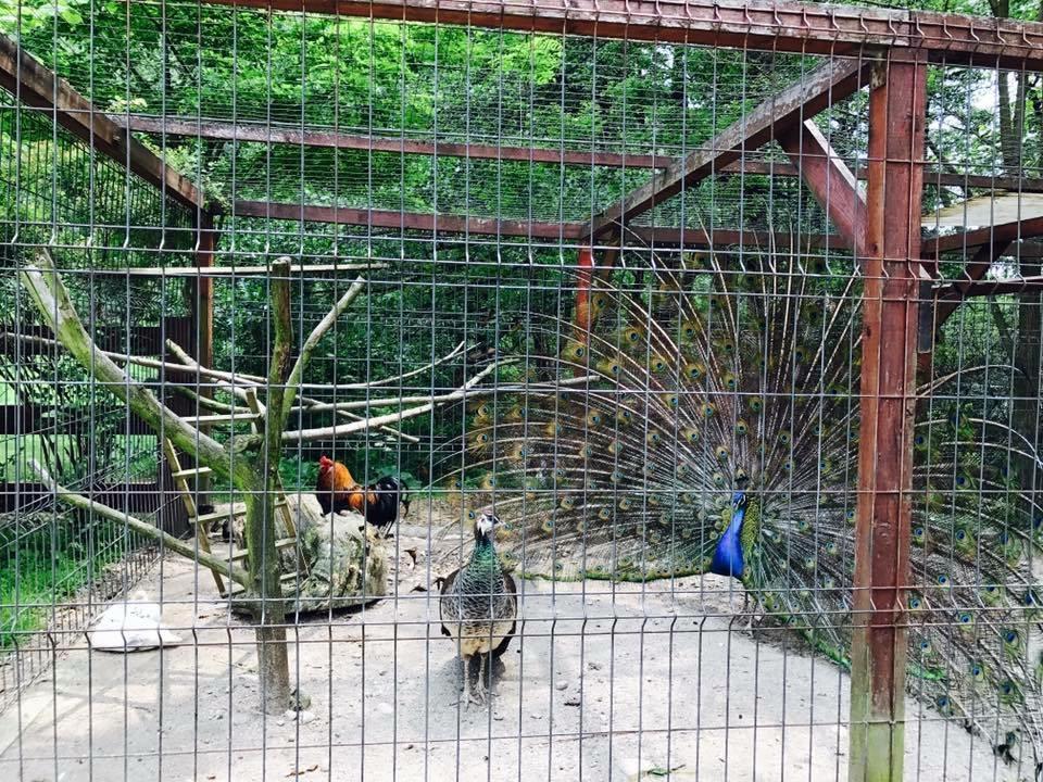 Pension Casa Vanatorilor ไบเลโอเลอเนชต์ ภายนอก รูปภาพ
